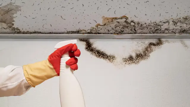 Mold growing along a ceiling edge with a gloved hand holding a spray bottle