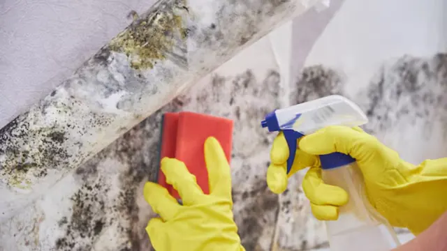 Gloved hands using a spray bottle and sponge on a mold-stained wall